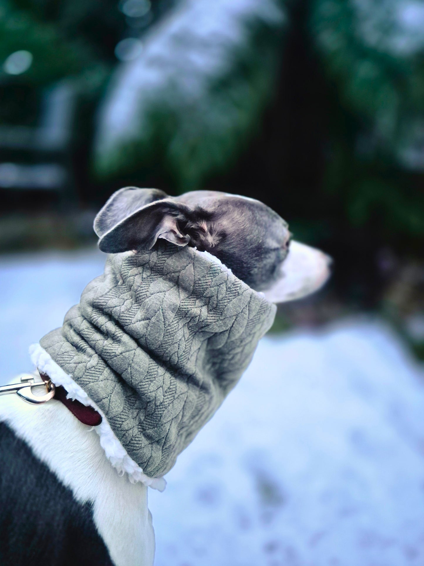 Sighthound snood