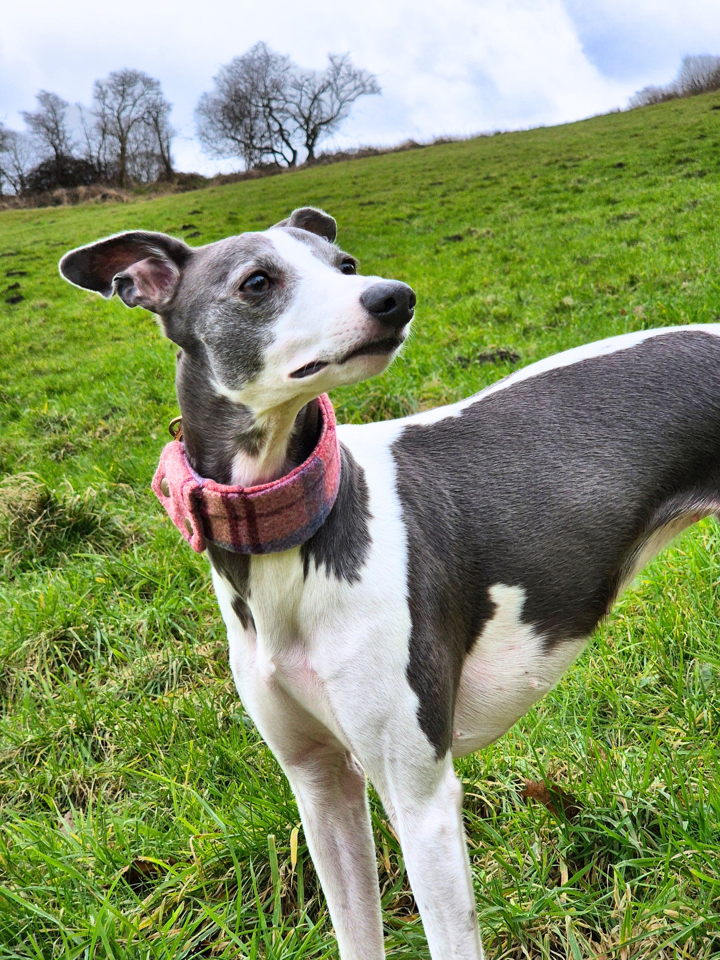 Pink collar cover