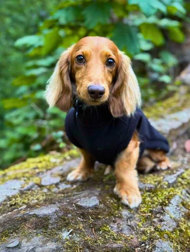 Dachshund *Made-To-Measure* fleece