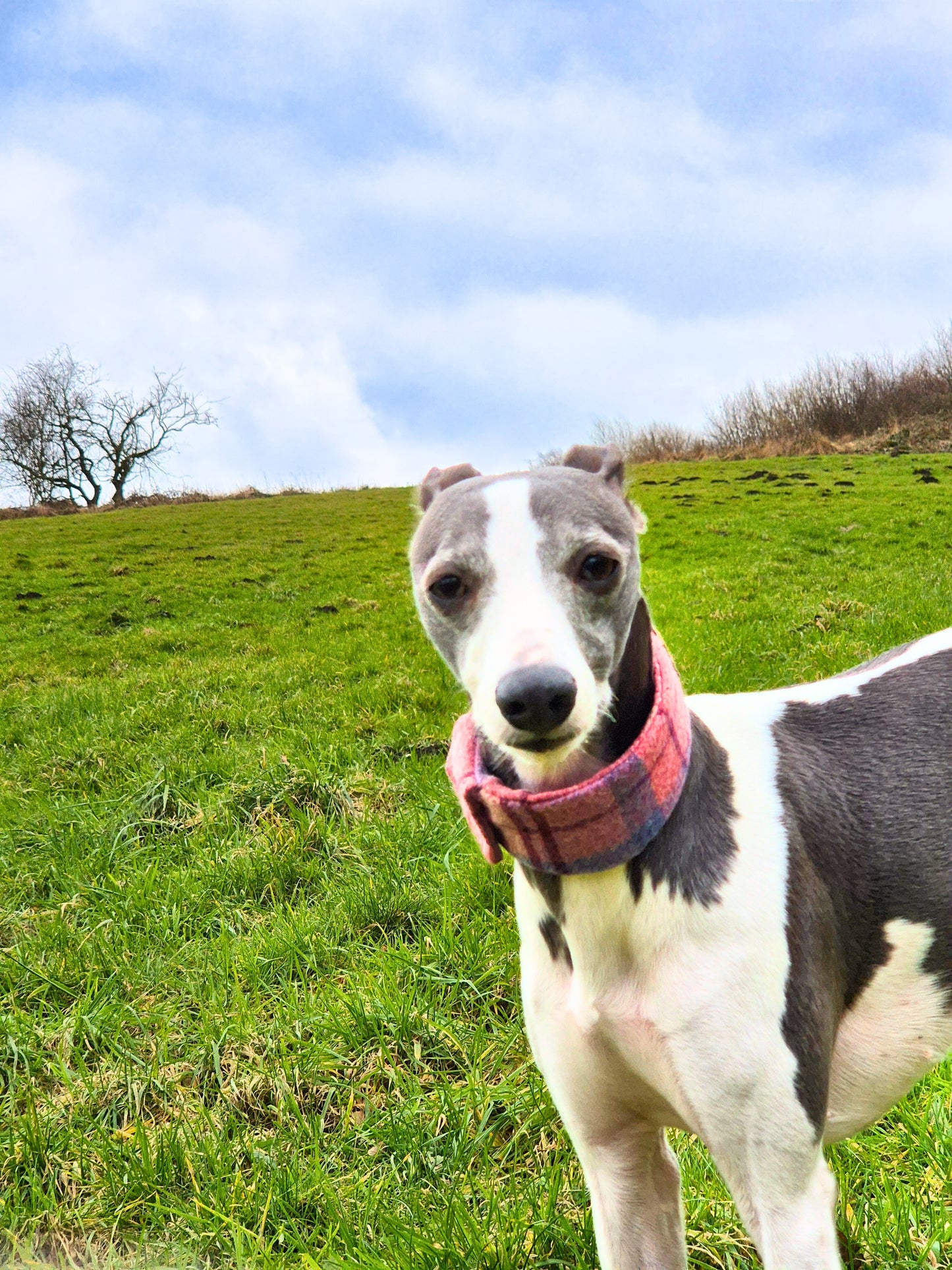 Pink collar cover