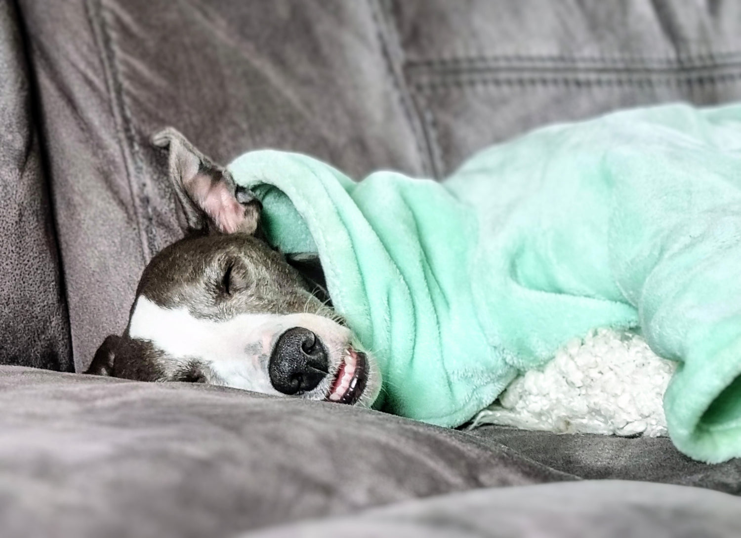 Sighthound fleeces and pyjamas