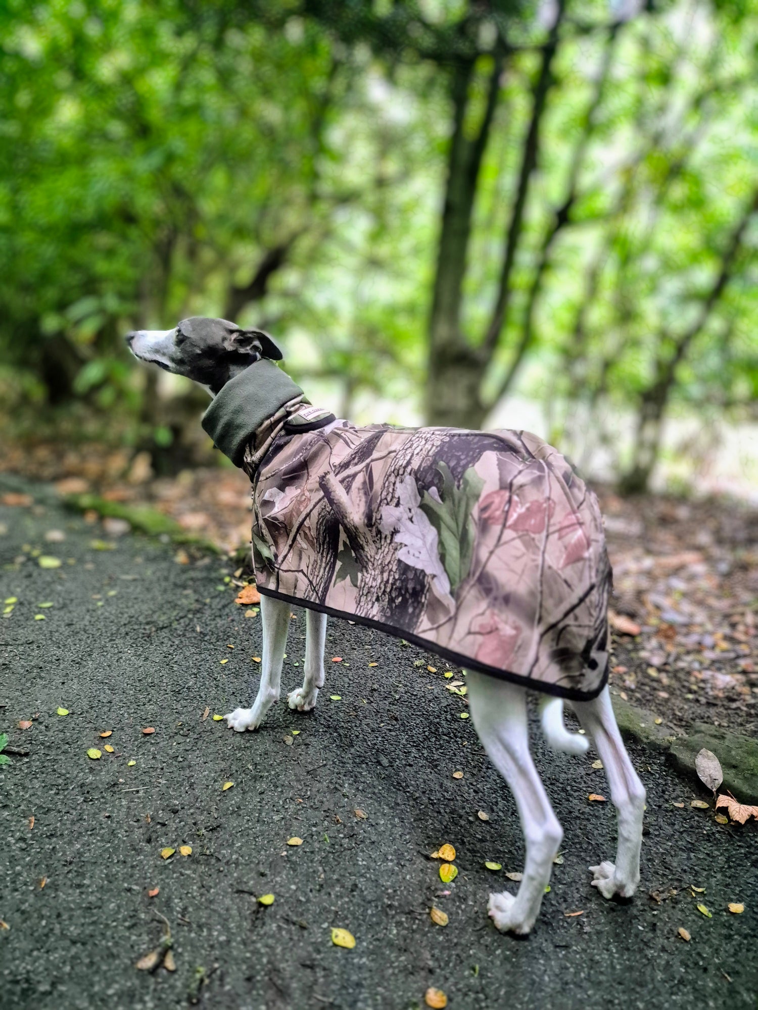 Sighthound coats