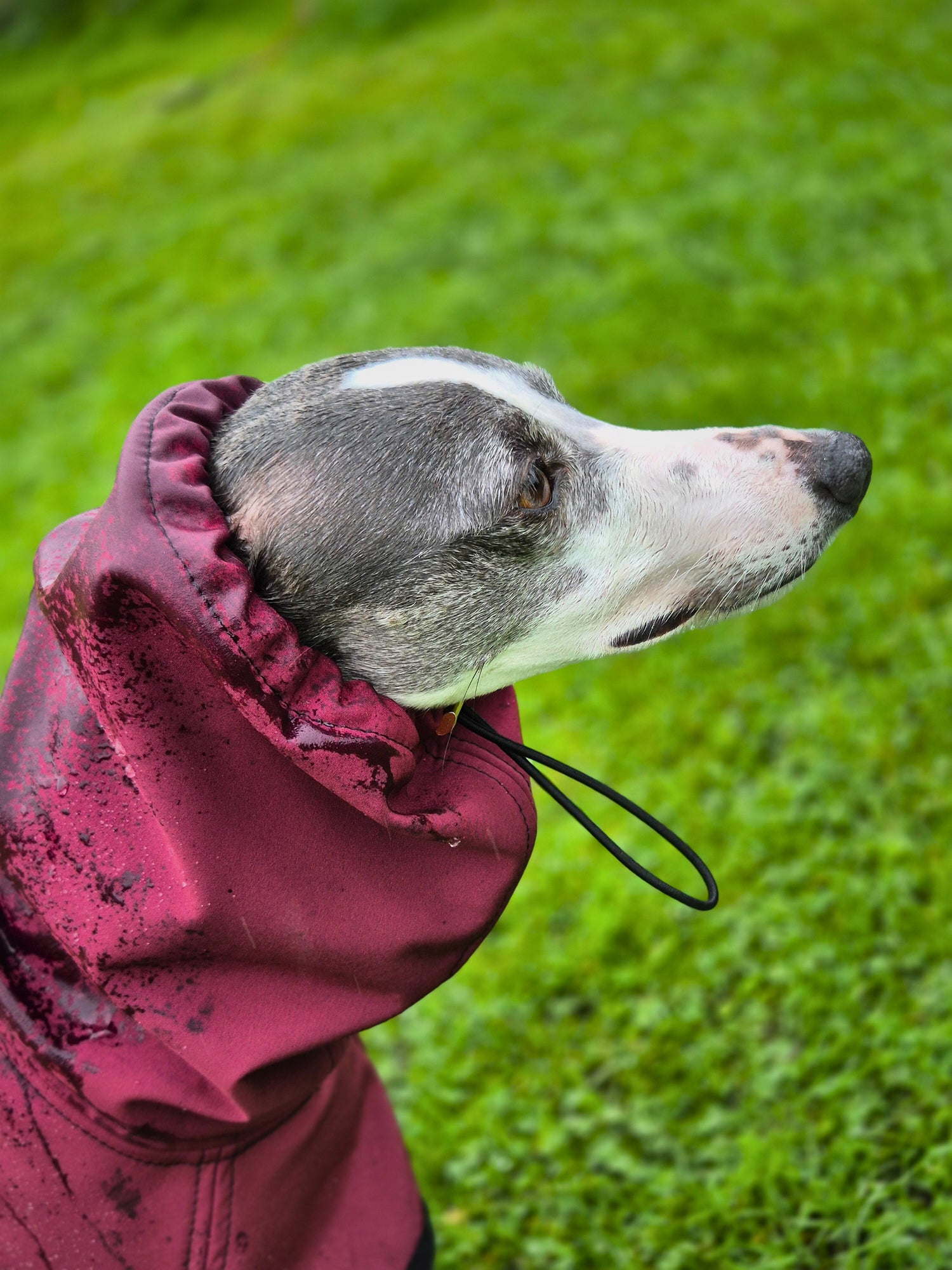 Sighthound coats